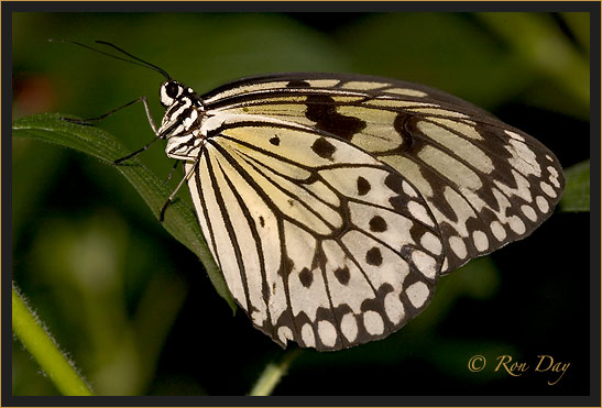 Rice Paper Butterfly